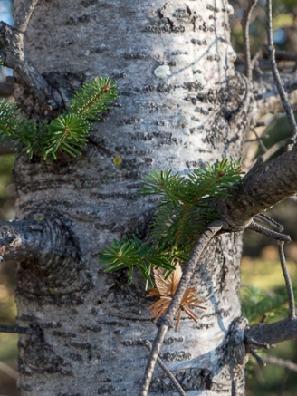 Trunk of the Fraser fir