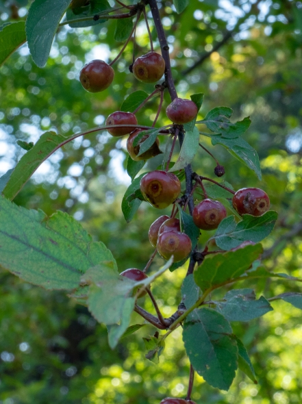 The darker pomes of the Indian Summer crabapple