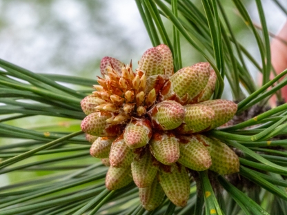 Male seed cones on Ponderosa pine