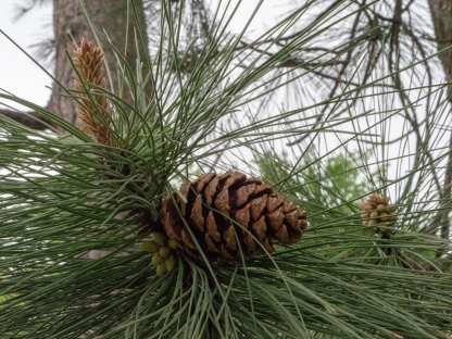Female cones on Ponderosa pine with male cones in the background