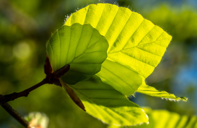 Sunlight through the beech leaves