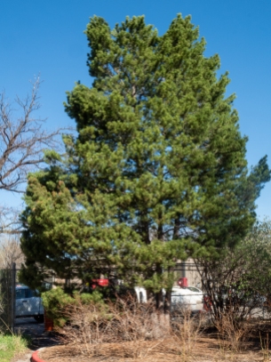 Mugo pine. Note the multiple trunks