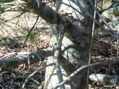 Trunk showing some color